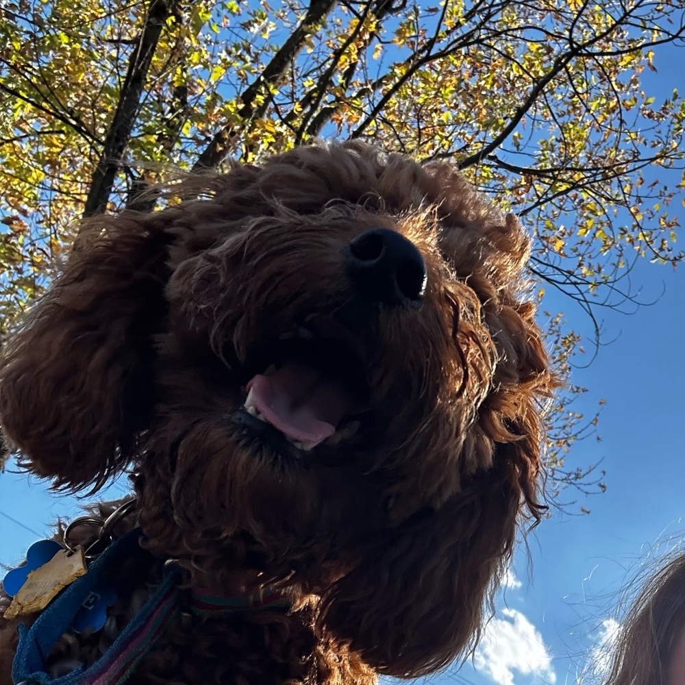 Meet your Posher, Kali